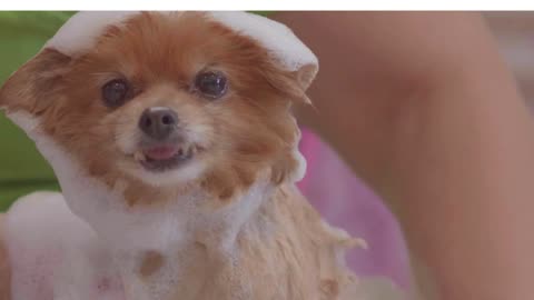 Bathing a small and calm dog