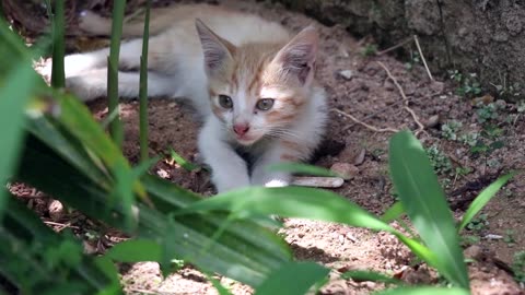 Cat Video #14