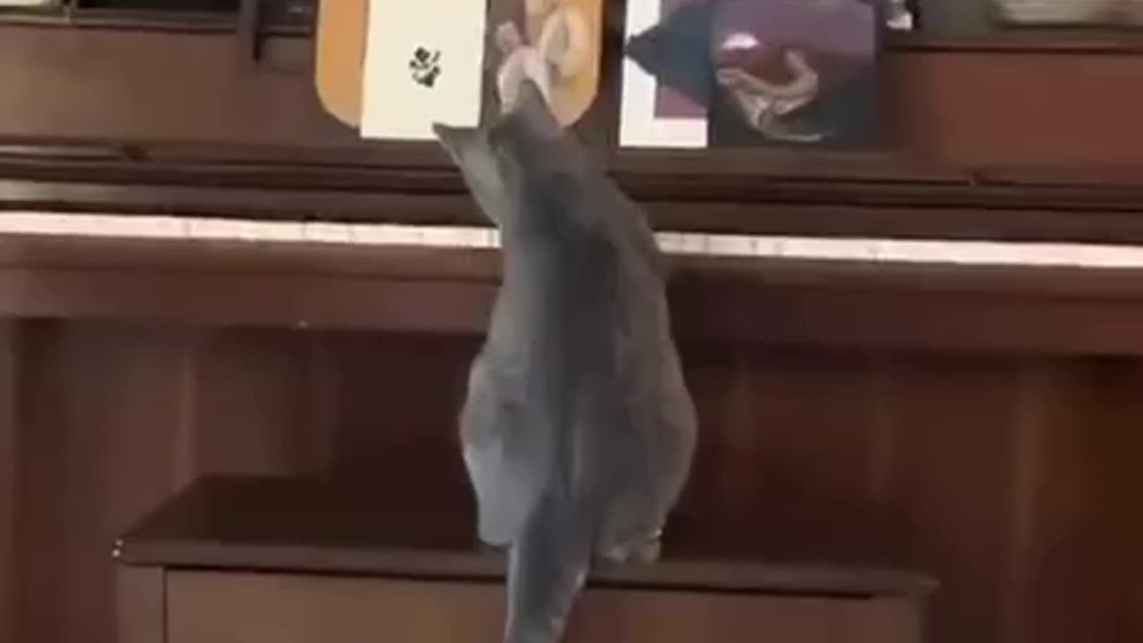 This cat is so talented!