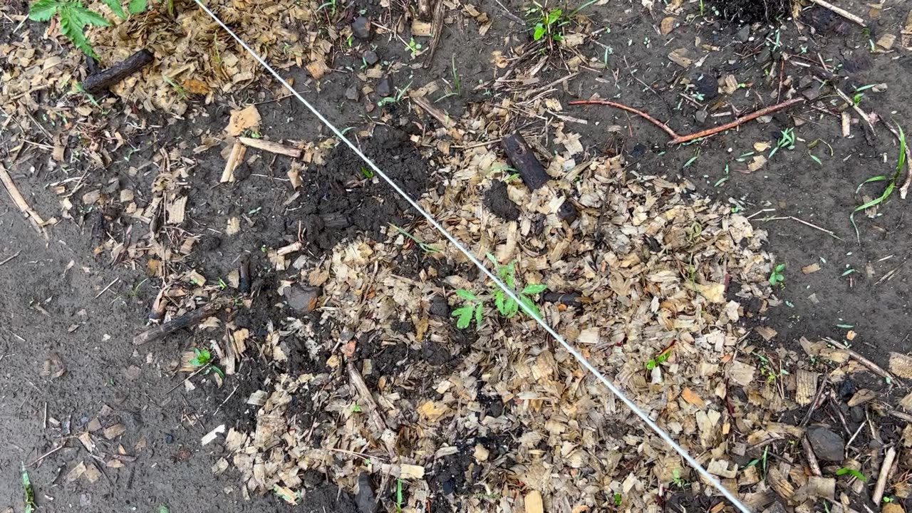 Post storm garden tour