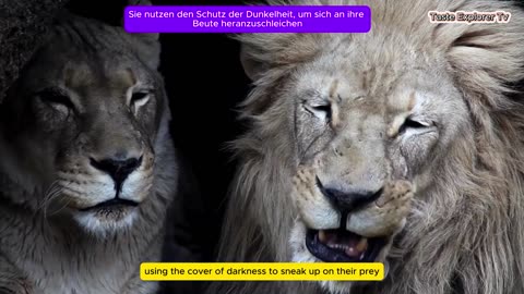 The nightlife of carnivorous animals