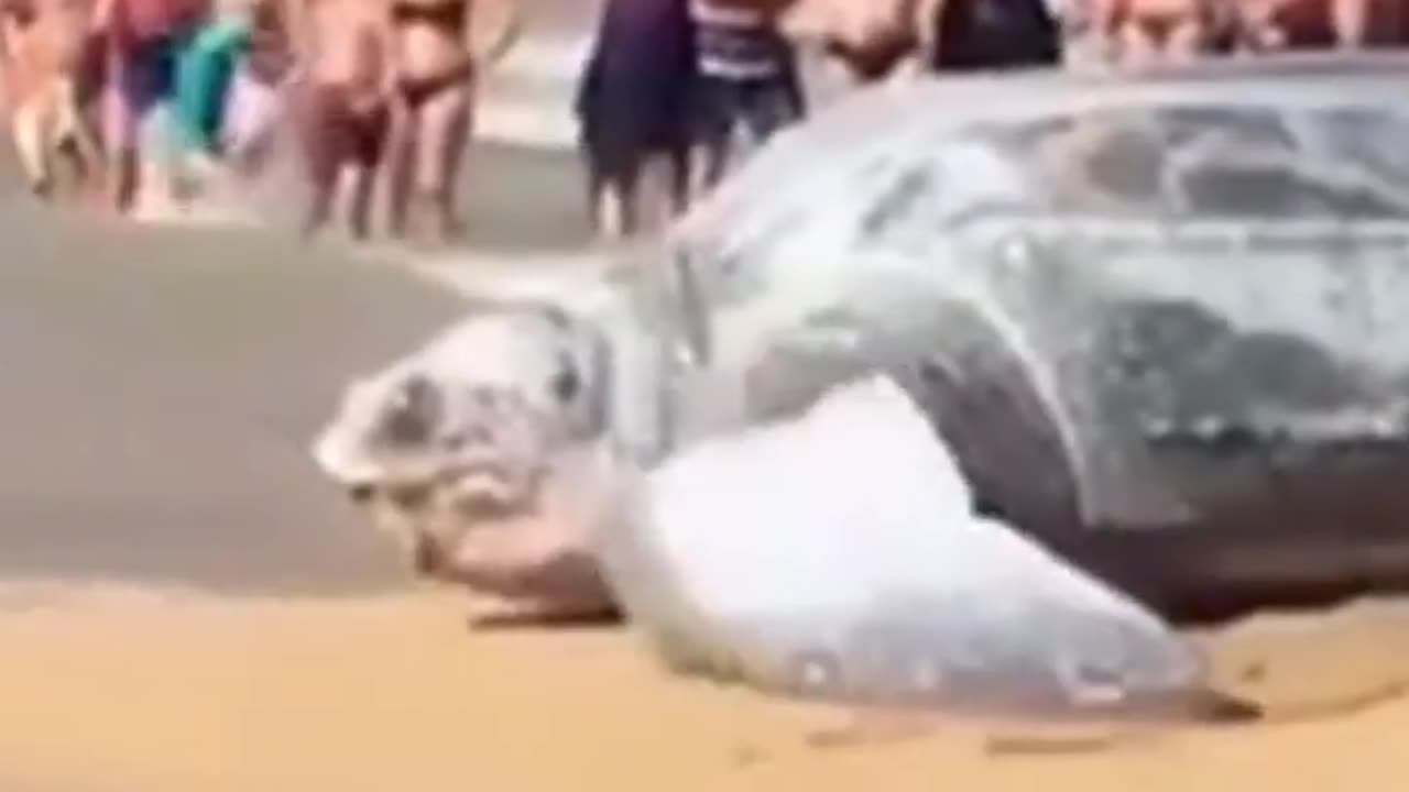 Wildlife