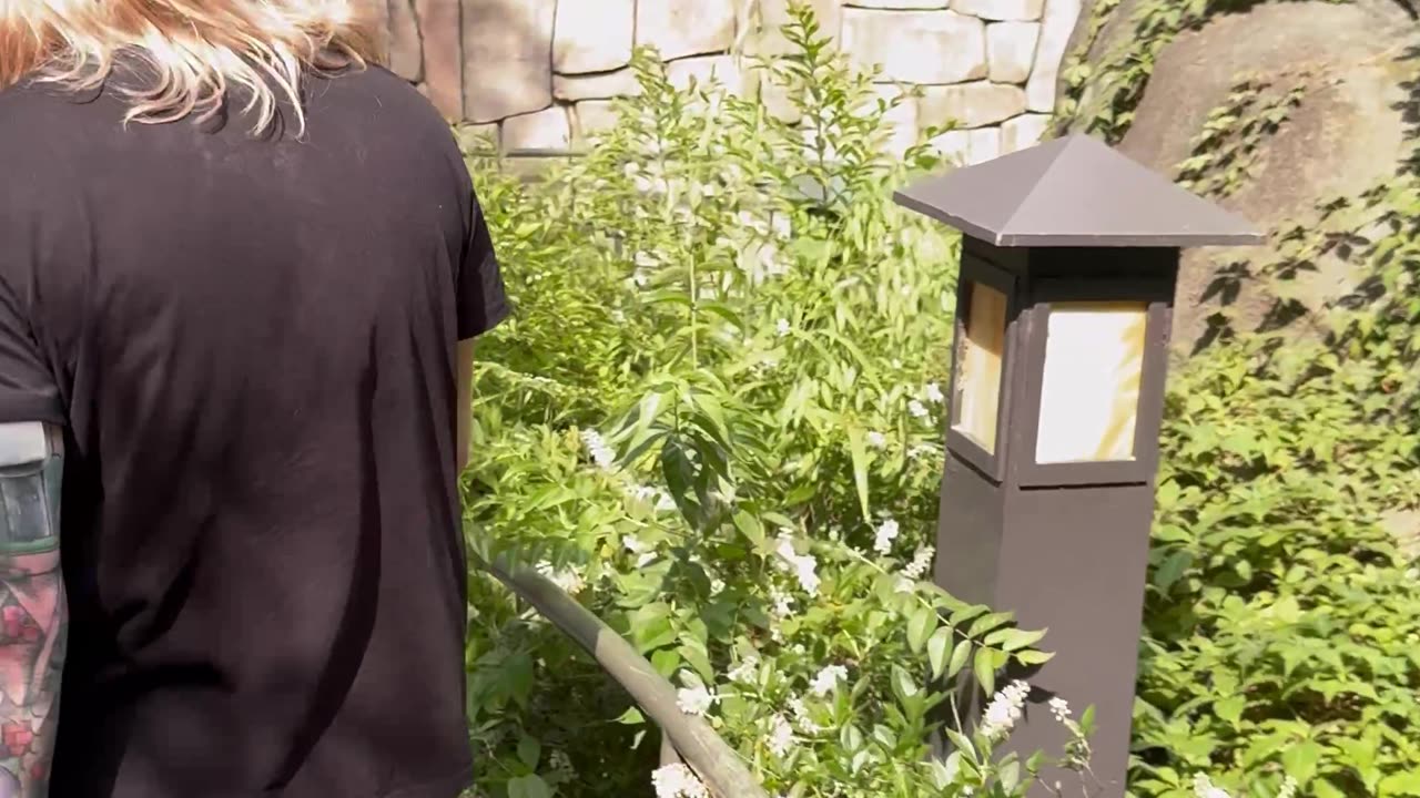 Sea Lion Watches Surprise Proposal at the Saint Louis Zoo