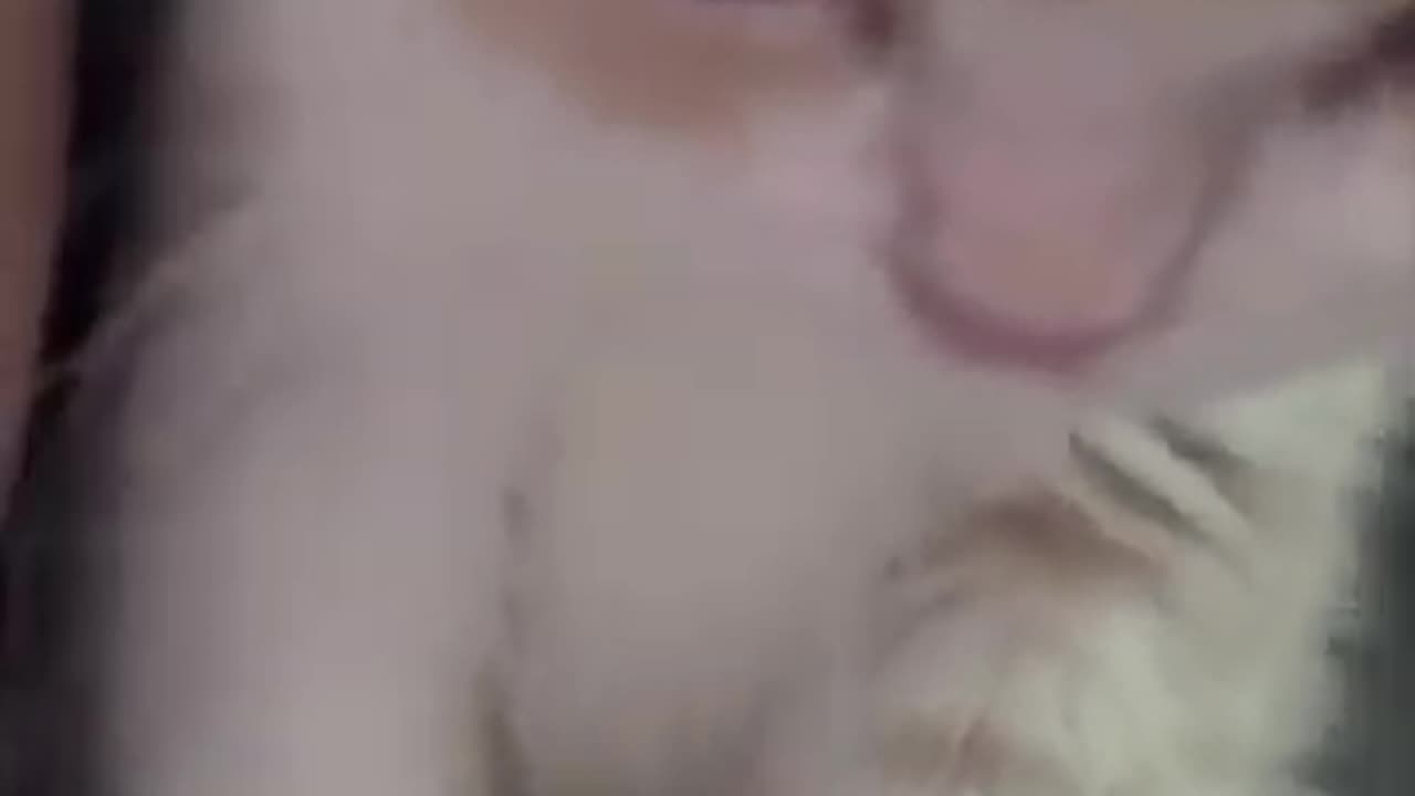 Funny Cats The Poor Cat😂😂😂Ep 313 #funnyshorts #funny #failarmyanimals #catfunny #catfailcompilation