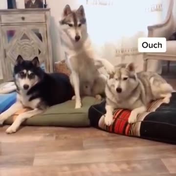 Dog Watching Movies With Funny Face Reaction shorts_1080p