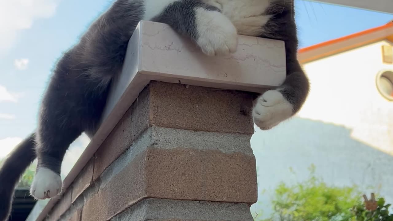 Cat Practices Swimming on Dry Land