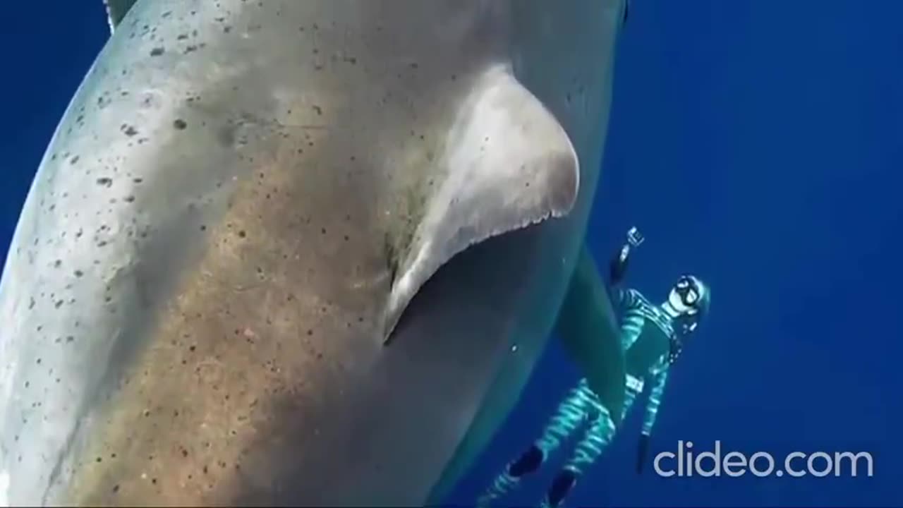 Marine Biologist Swims With One of The Biggest Great White Sharks