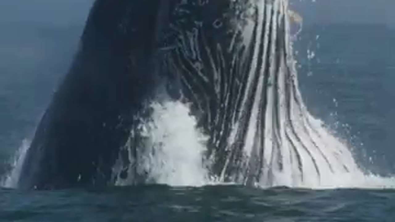 Humpback whale