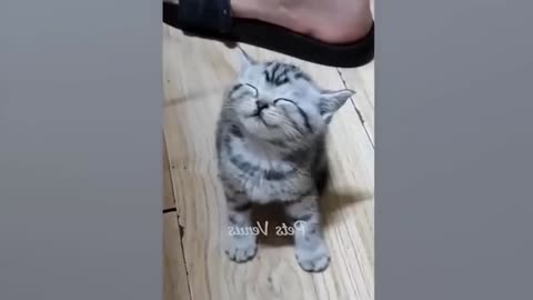 Funny animal video