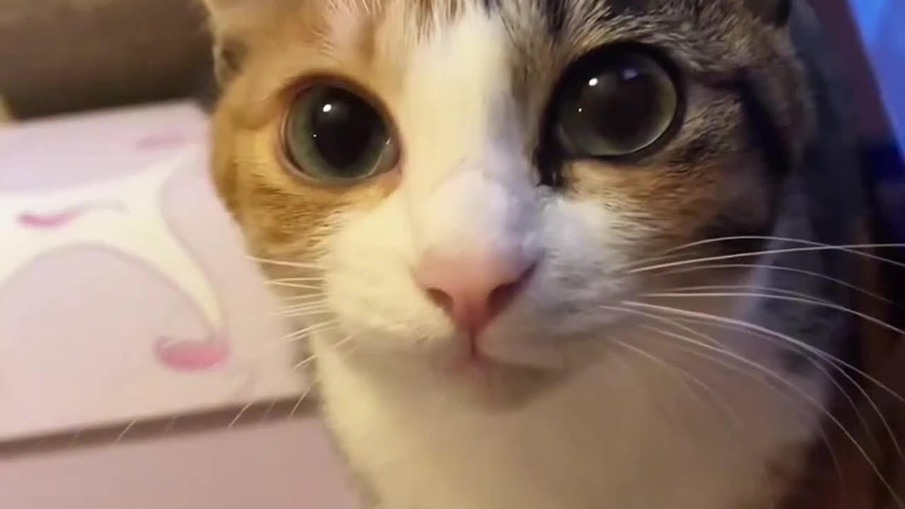 Funny Cat Moments ES 5