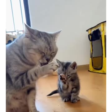 "Emulating Excellence: The Art of the Copycat Craze"