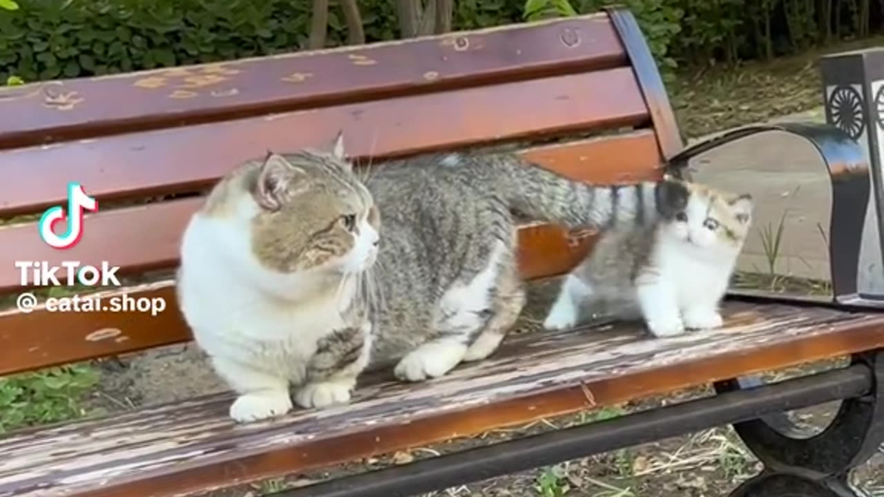 Funny Cat videos