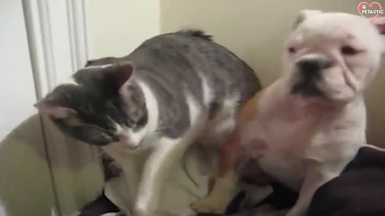 Cats and Dogs Fighting. Funny Cats And Dogs.