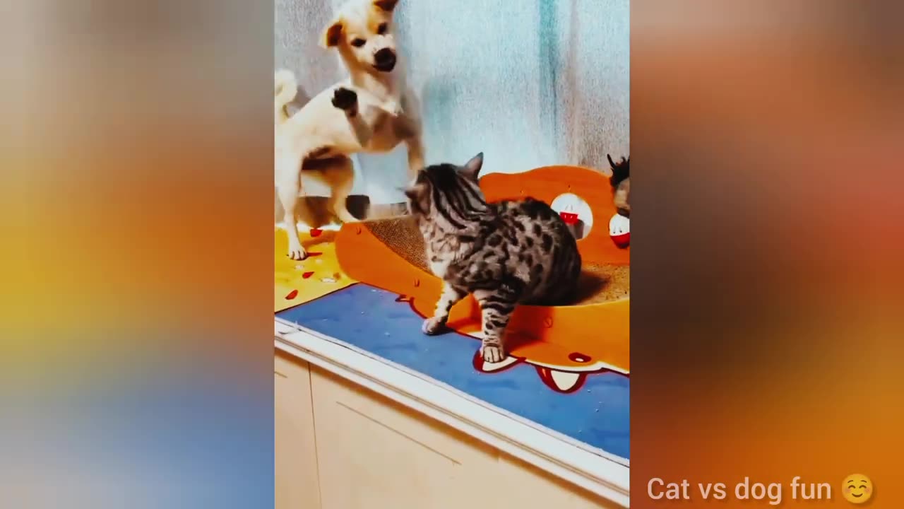 The funny accidents of Cats