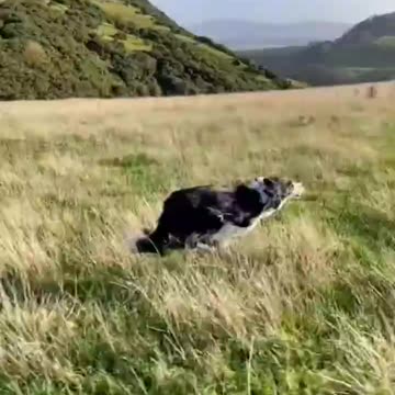 PART ONE OF TWO, FAST DOG