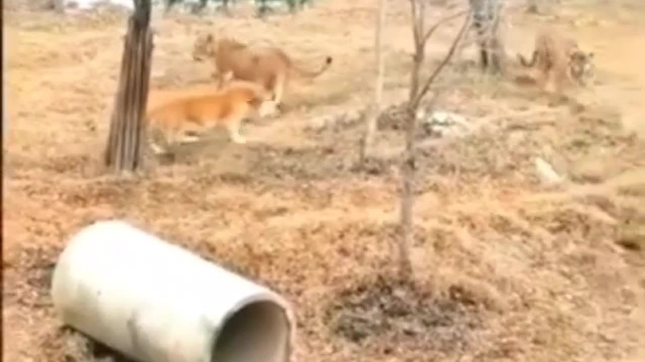 tiger V s lion real fight #short