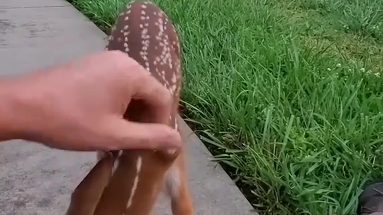 Police officers rescue an injured baby deer