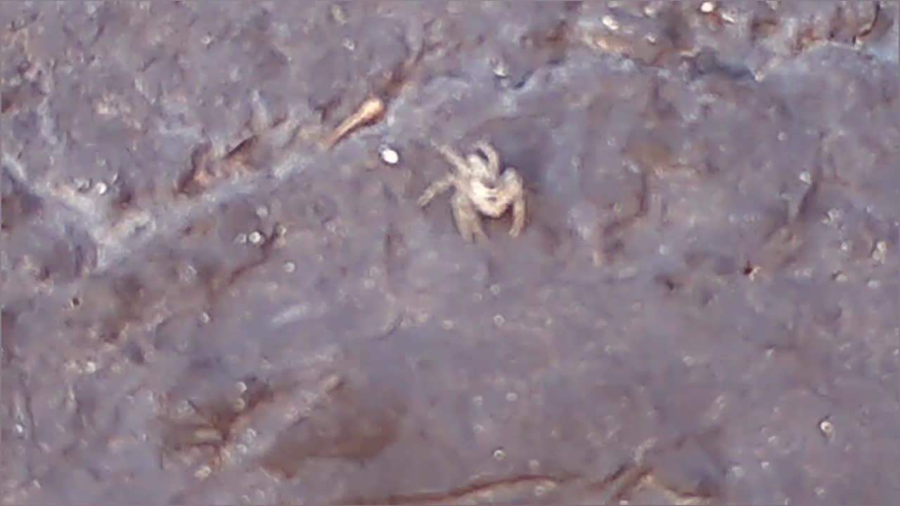 Giant Oklahoma Spider eats ant at Midday