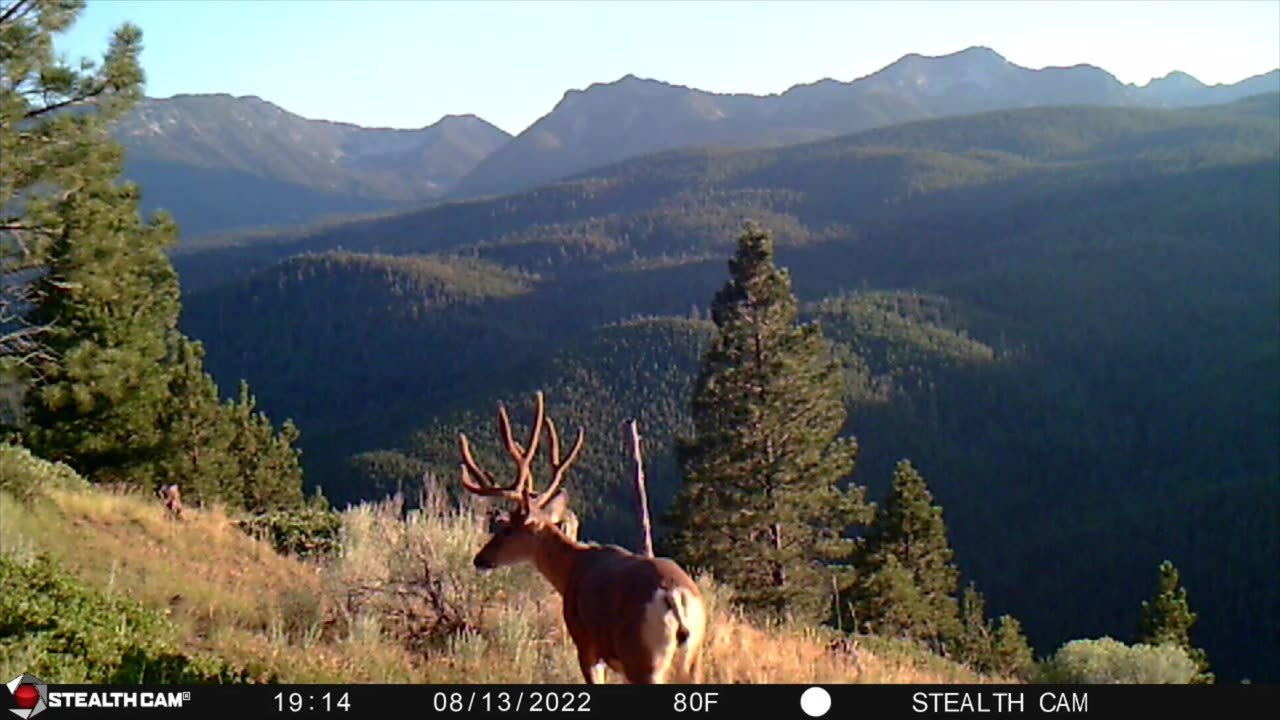 Mark Wisdom. (#7) Some of my favorite trail camera videos.