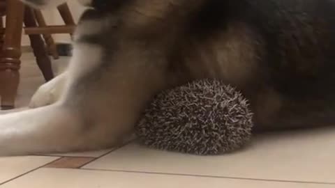 A husky and a hedgehog shouldn’t cuddle 🤣