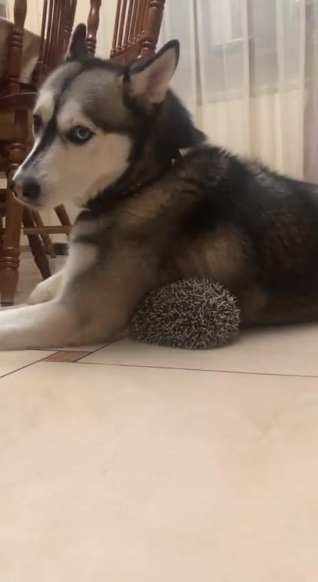 A husky and a hedgehog shouldn’t cuddle 🤣