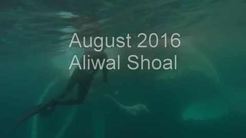 Great White Shark Warns Irresponsible Scuba Diver