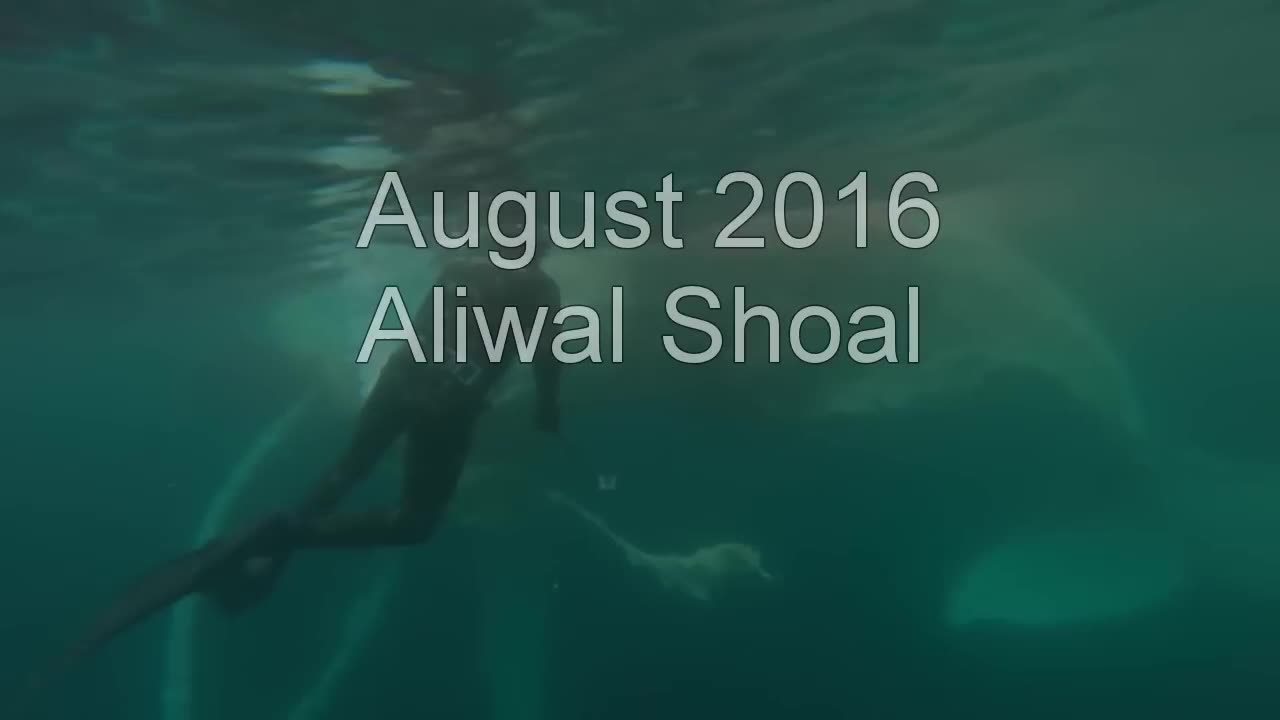 Great White Shark Warns Irresponsible Scuba Diver