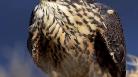 Did You know Bullet Birds Called #peregrinefalcon l Fastest Birds l New Some One