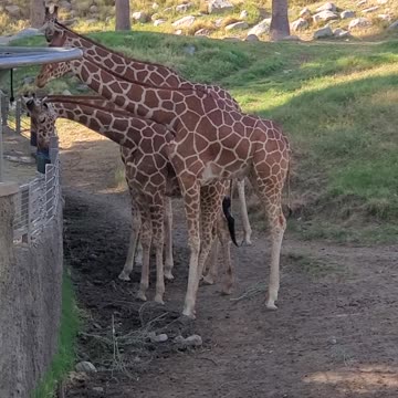 Giraffes Eating breakfast #palmsprings #livingzoo