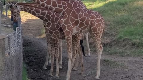 Giraffes Eating breakfast #palmsprings #livingzoo