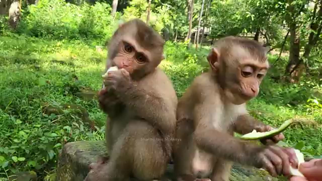 Monkey - Funny Animal