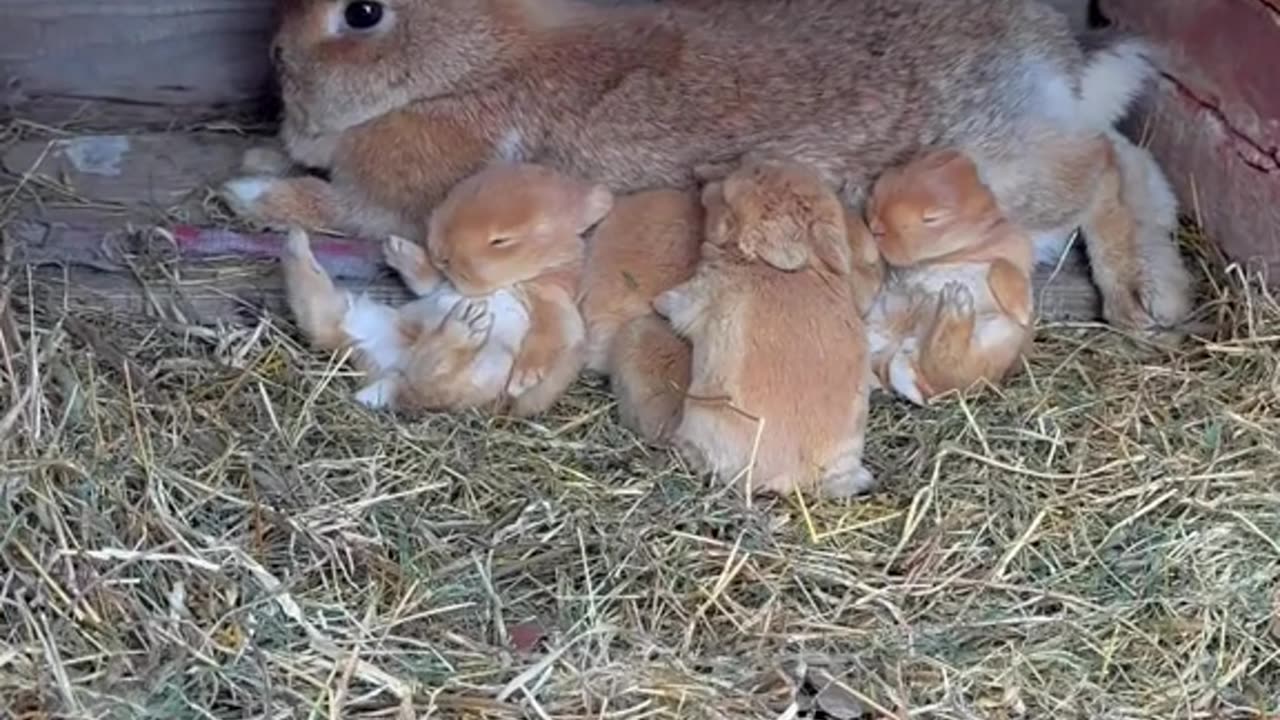 rabbits chilling