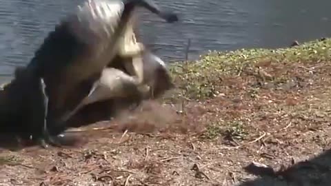 Gator Fight