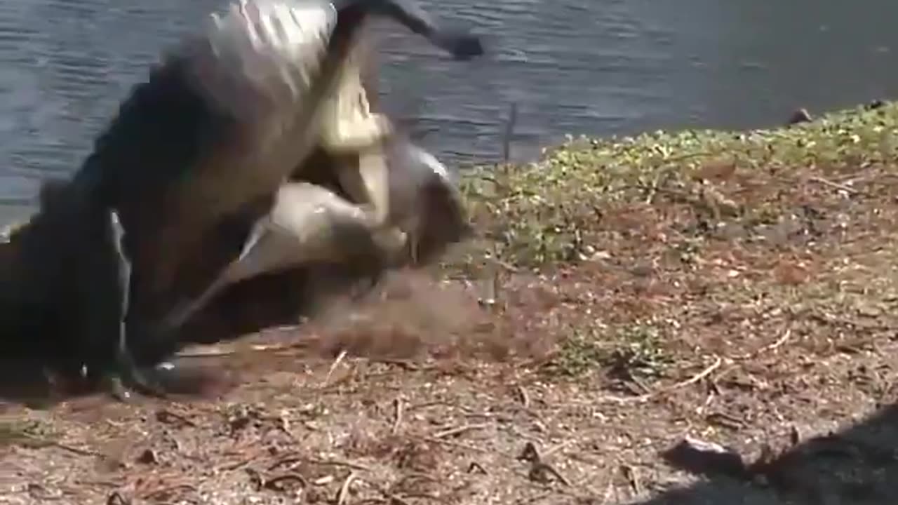 Gator Fight