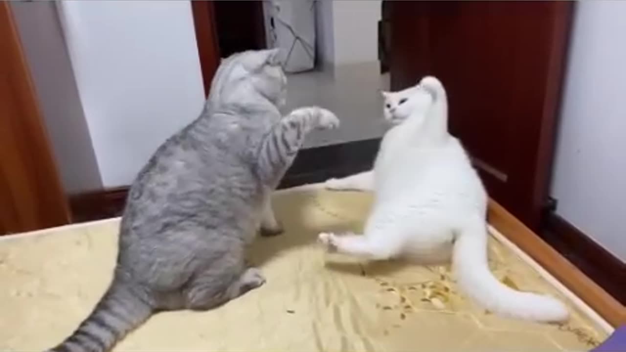 Funny cats and animals videos