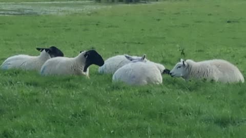 Cute Sheep Resting In A Field In Great Britain