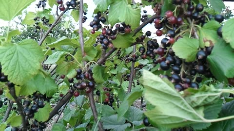 Blackcurrant - Crna ribizla - Ribes nigrum