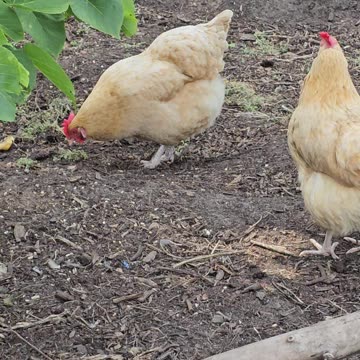 OMC! What did this little chicken just eat and how did she know it was edible!??? #chickens #shorts