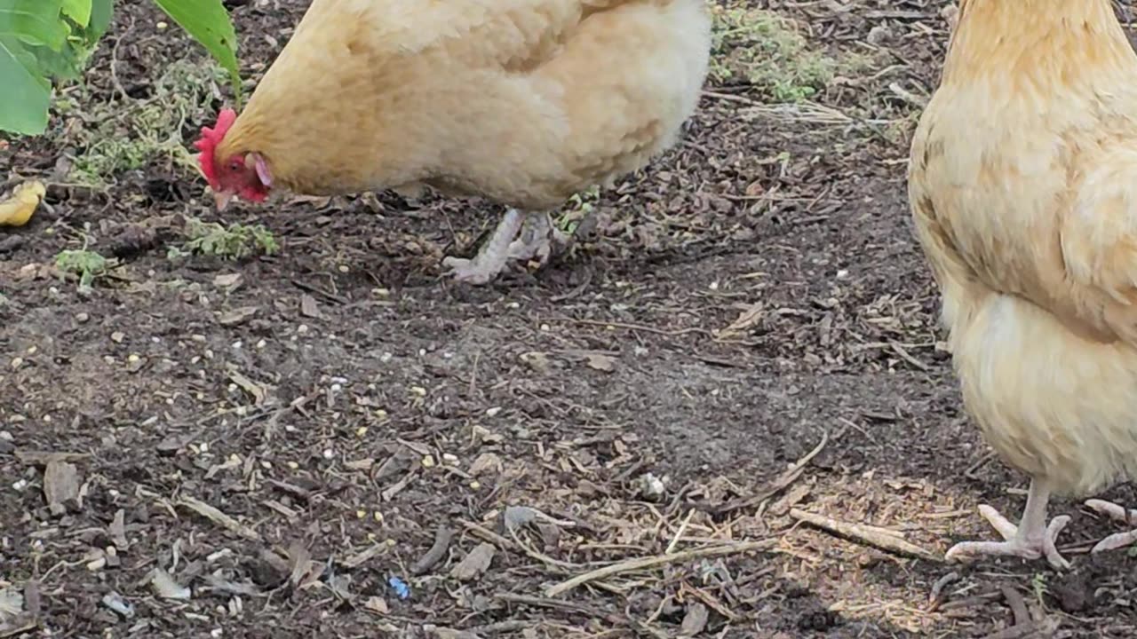 OMC! What did this little chicken just eat and how did she know it was edible!??? #chickens #shorts