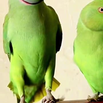 Funny Talking parrot Vs Funny Cat