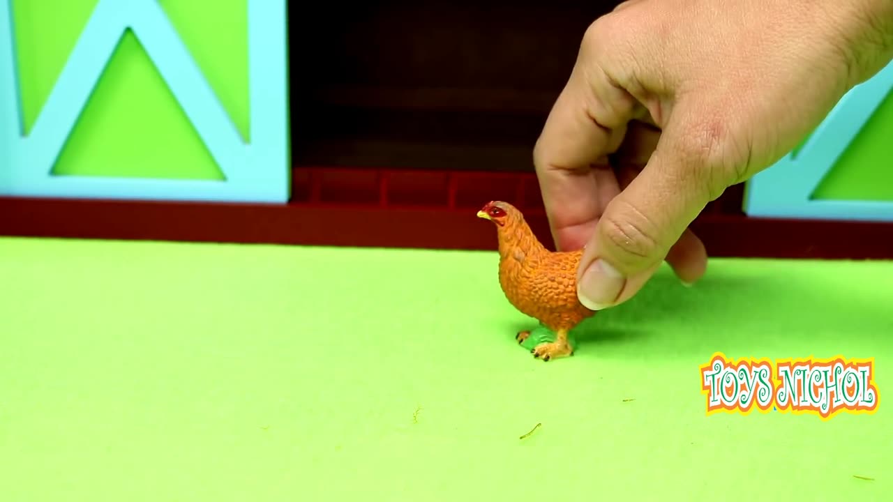 Hen Looks for Worms and Insects in the Ground to Eat with the Chicks