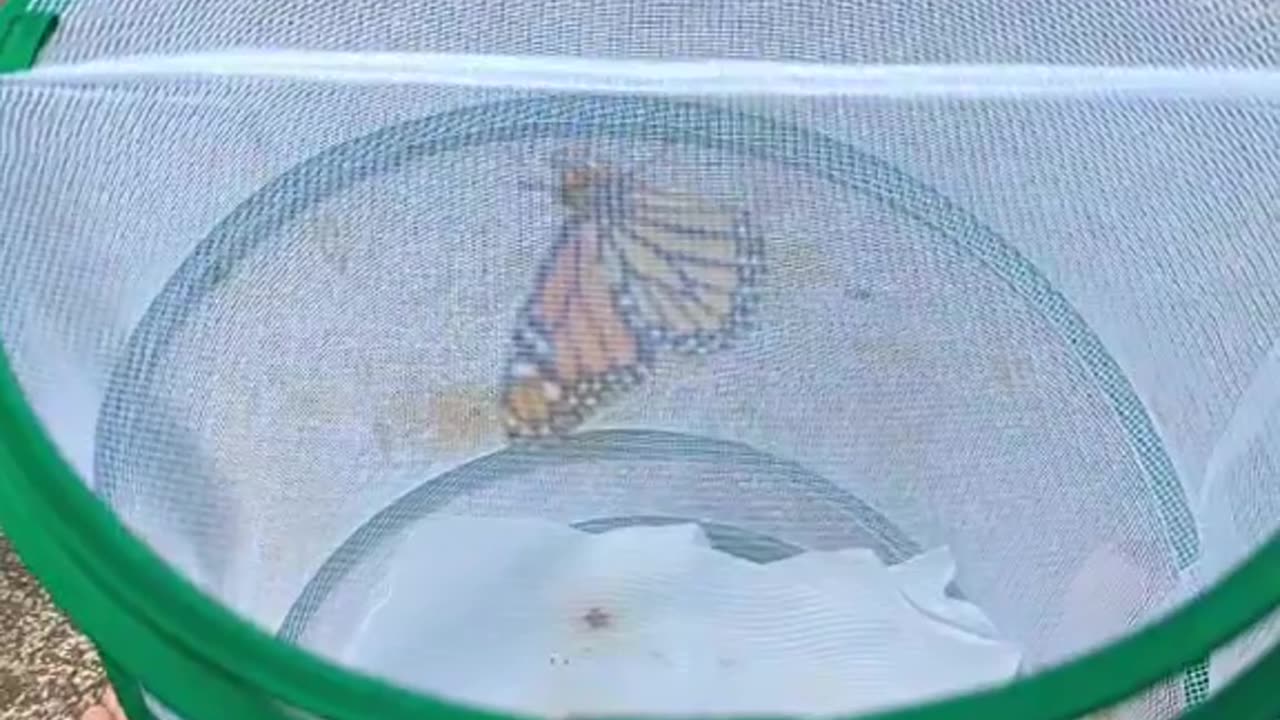 Monarch Butterfly Season 2024 Part 16