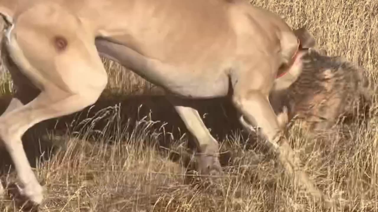 Staghound catches badger