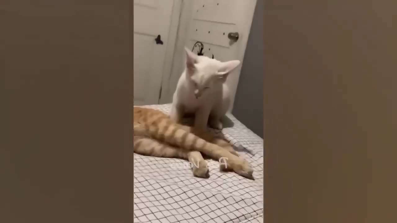 Funniest Cats And Dogs Video 😺