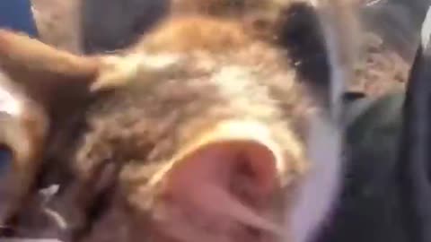 Dominic Toretto Jr. 😂