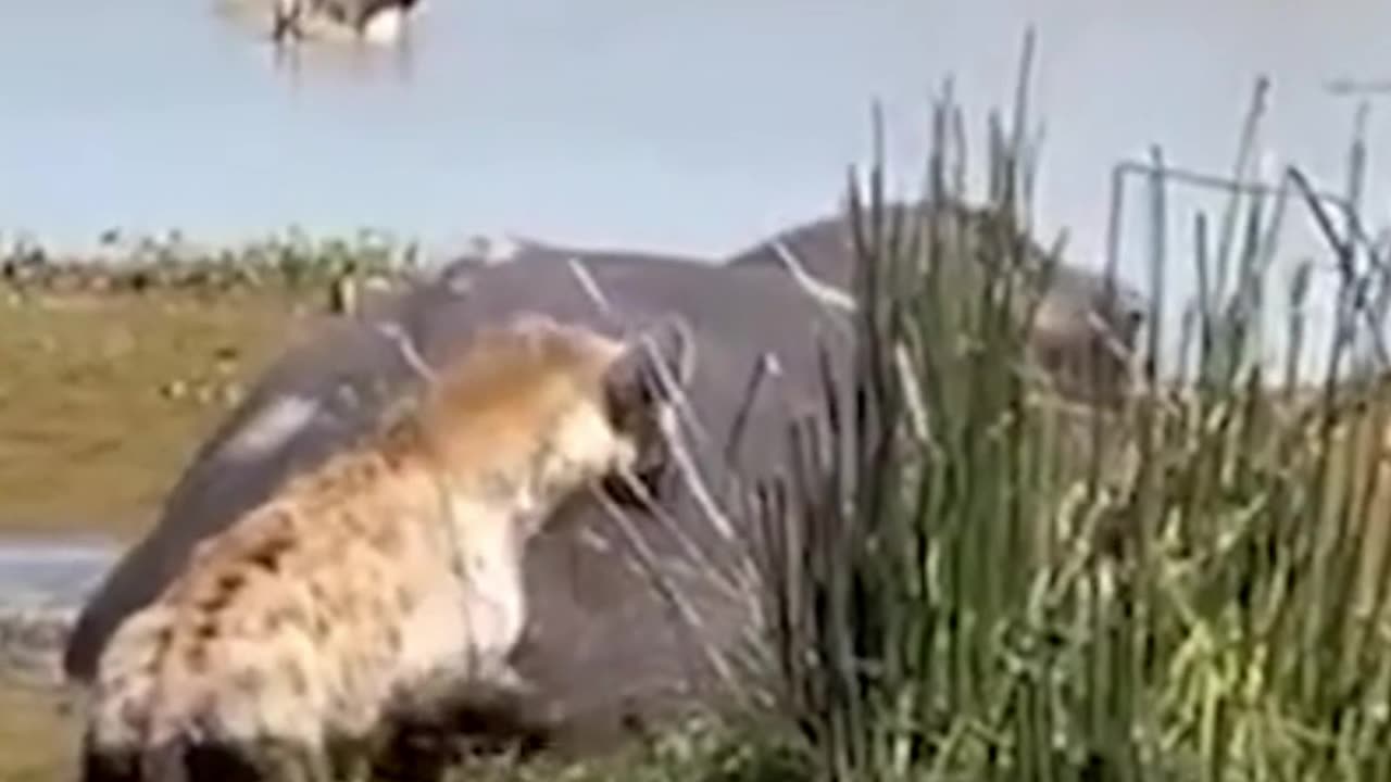 Hyena escapes being split in half