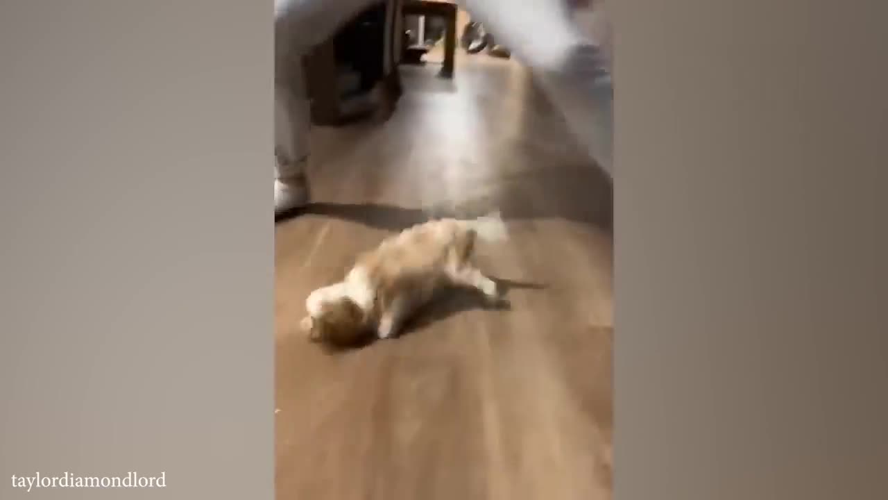 funny cats