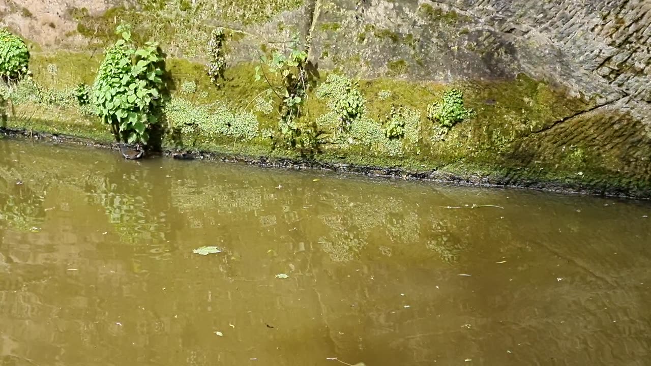 Moorhen And Young Moorhens In Great Britain