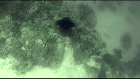 Manta Ray on Bora Bora