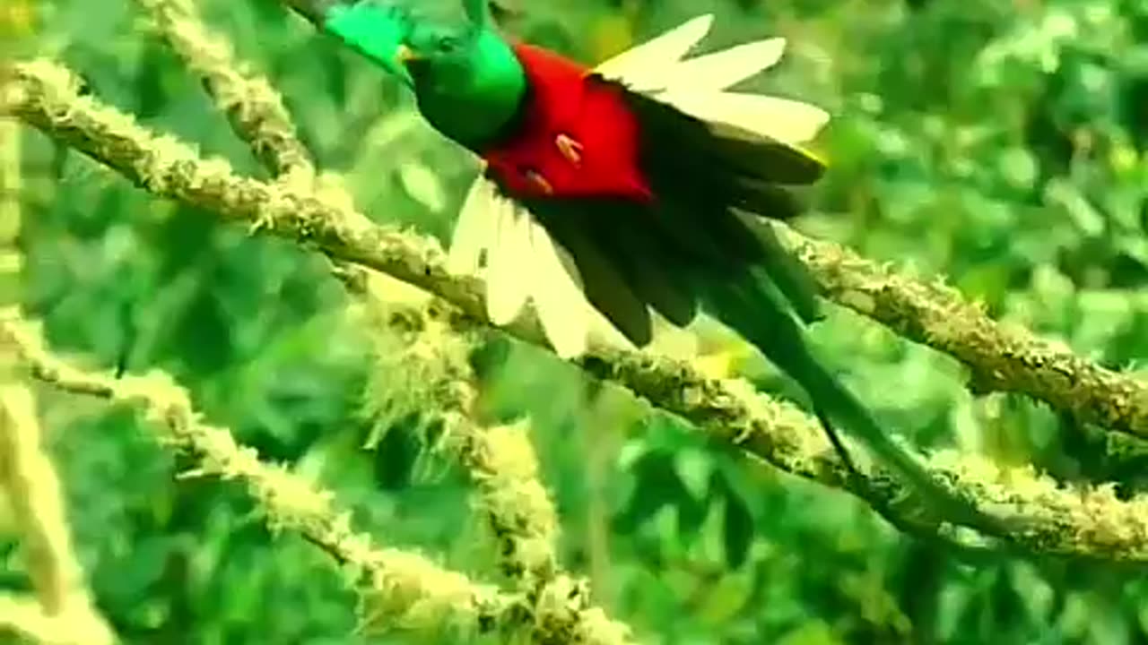 The “QUETZAL “ Sacred Bird” Considered The Rarest Bird In Mayan Legend